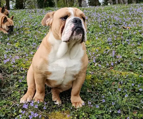 Bulldog Anglais 
                        Aglaée Des B 836f7 photo 2