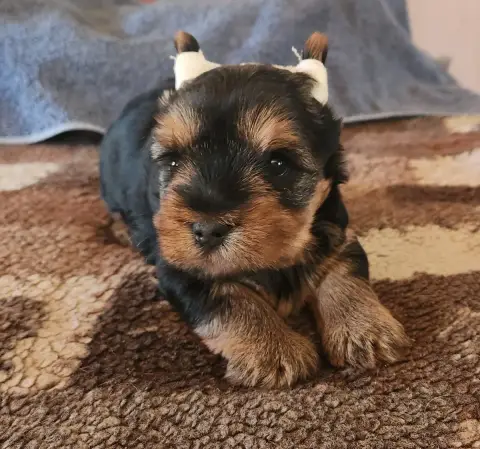Yorkshire Terrier  Buck De La Vallee De Cande