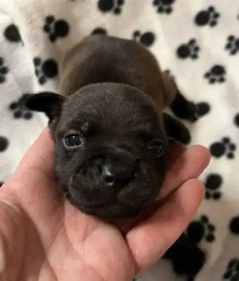 Staffordshire Bull Terrier  Bringé De L'Aube Lyonnais e56e9