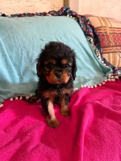 Cavalier King Charles Spaniel  Betty Boop Des Jardins 85555 photo 2
