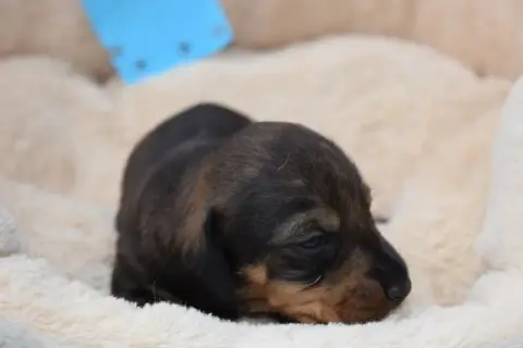 Teckel Poil Dur  Chiot N°3 Du Domaine Du Brame photo 2