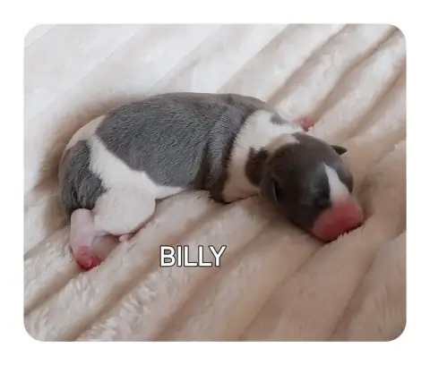 Whippet  Billy Hellowhip