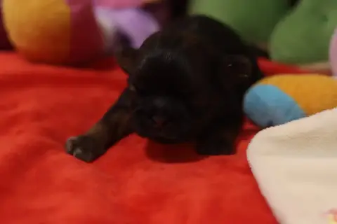 Shih Tzu  Brian De La Ferme Des Mottes photo 3