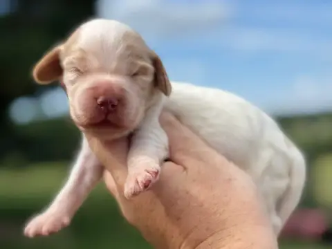 Cocker Spaniel Anglais  Chiot N°4 Du Clos De La Majes b5825