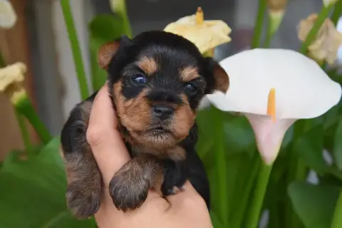 Yorkshire Terrier  Bichette De La Plaine Du Jaelma