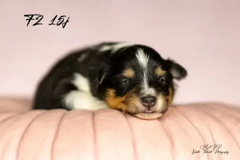 Shetland Sheepdog  Chiot 2 Des Loups De L'Isengard