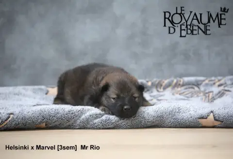 Eurasier  Mr Rio Du Royaume D'Ebène photo 2