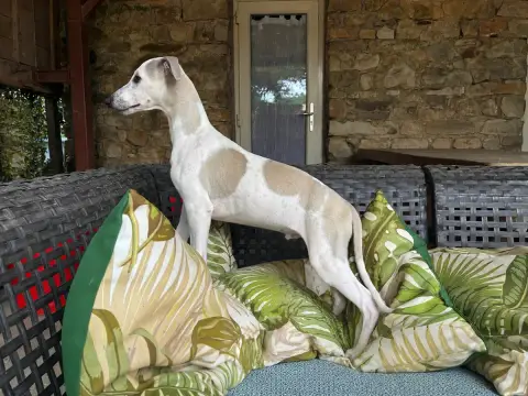 Whippet 
                        Bounty Du Frison Imp ab058