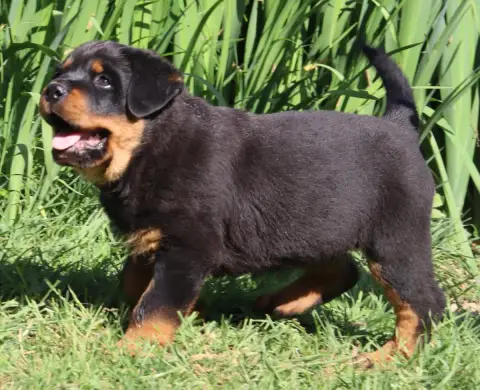 Rottweiler  Boomer De La Licorne Noire photo 2