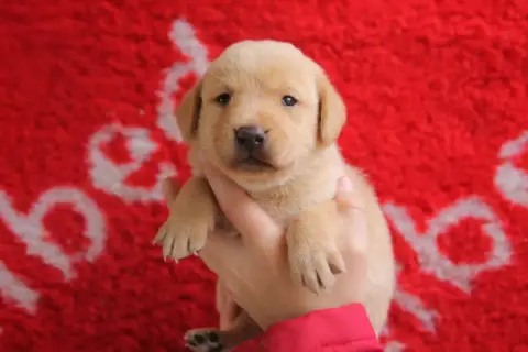 Labrador Retriever  Chiot N°2 Brush Master
