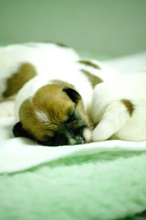 Jack Russell Terrier