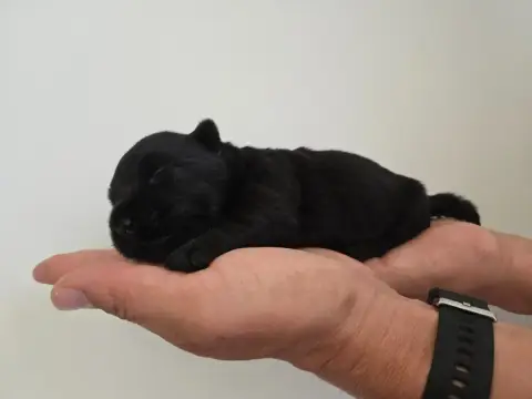 Scottish Terrier