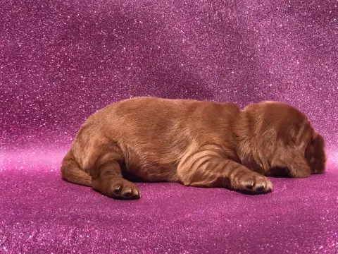 Cocker Spaniel Anglais