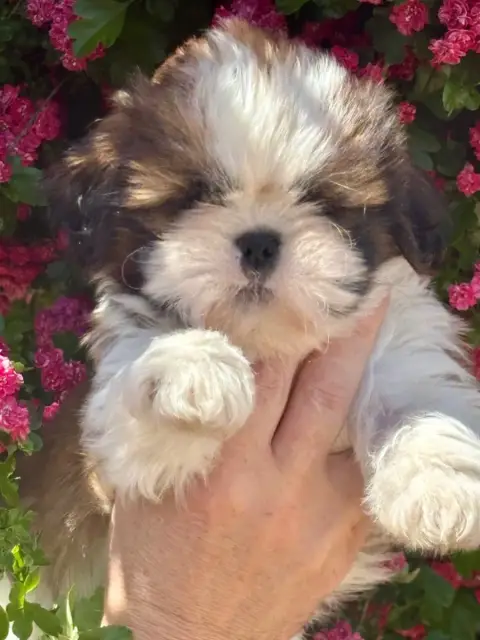 Shih Tzu  Barbidul De La Baronnerie Des Cuillerdier 19ef2