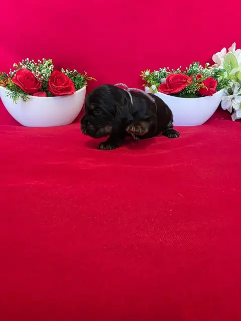 Cocker Spaniel Anglais  B........... Du Domaine De St 2ce5f