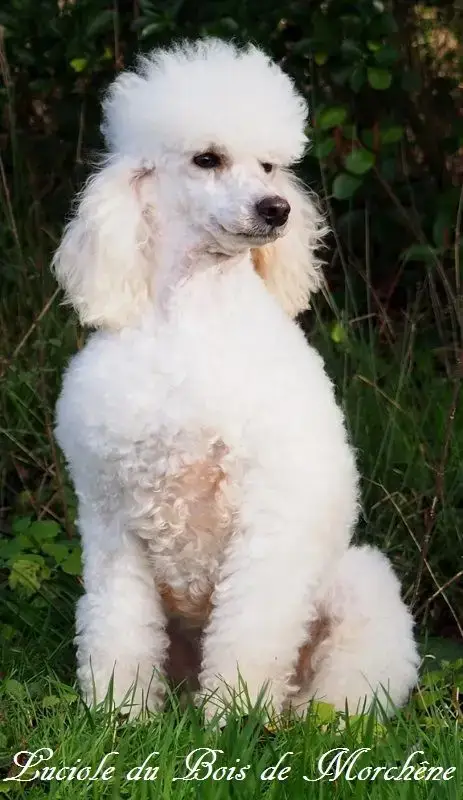 Caniche  Bijou Du Domaine De Felis Harmonie photo 3