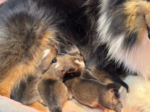 Shetland Sheepdog  Bohème Gold Du Cèdre Enchanté