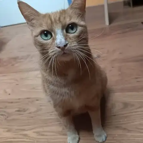 Chatte Nana