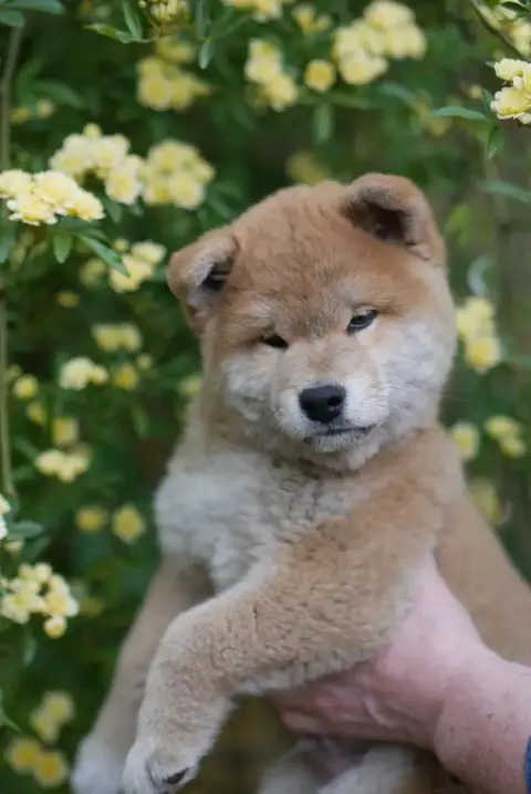 Shiba  Chiot N°3 Des Roses De Charlemagne