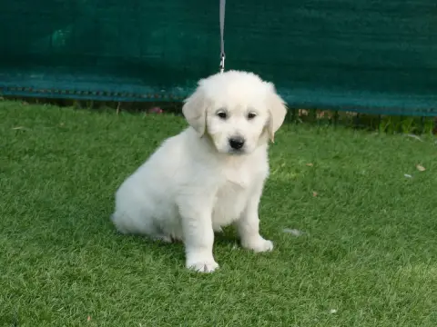 Golden Retriever photo 2
