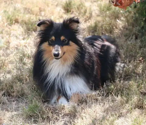 Shetland Sheepdog  Bazil De La Vallée Du Vrin photo 2