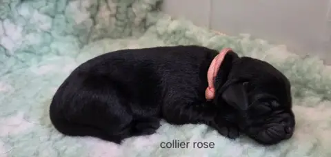 Labrador Retriever  Collier Rose Du Gardien Des Aulno b4257