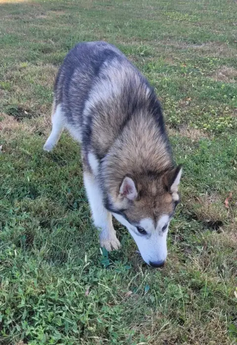 Alaskan Malamute  Brook Des Marais De Courmont photo 2