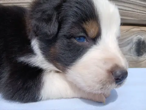 Berger Australien  Chiot Berger Australien