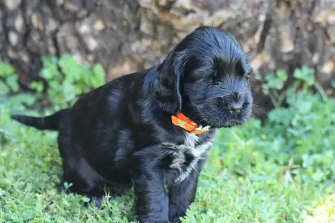Cocker Spaniel Anglais  Chiot N°4 Du Parfum De Vanill 973a6 photo 2