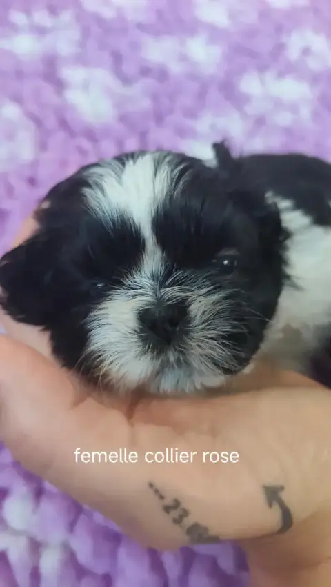 Shih Tzu  Collier Rose Des Amours D'Arelaune photo 2