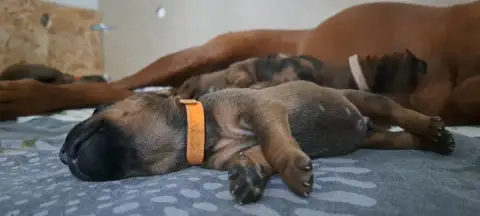 Rhodesian Ridgeback  Bayoko Kutamba Familia Nostra