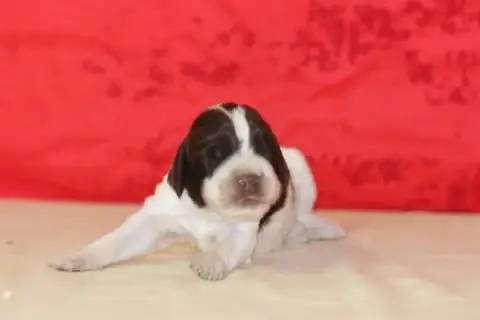 English Springer Spaniel photo 3