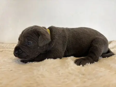 Cane Corso  Collier Jaune Arvernmolosse