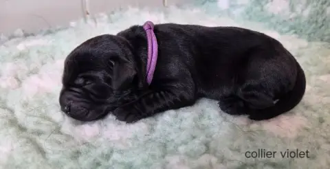 Labrador Retriever  Collier Violet Du Gardien Des Aul 28a22
