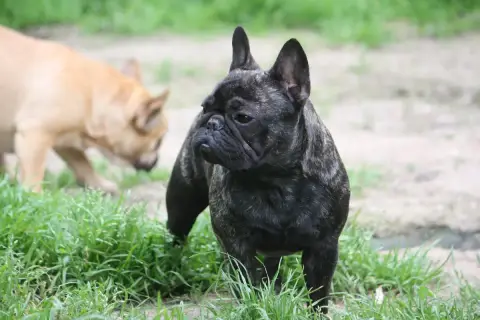 Bouledogue Français  Collier Bleu De L' Alzine De Sai a6ac7 photo 3