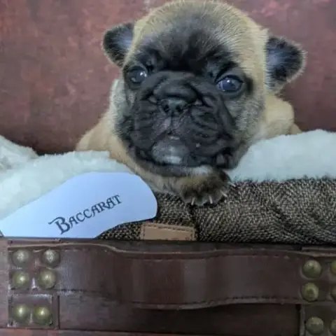 Chiots Bouledogue Francais Lof À Réserver