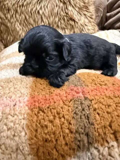 Shih Tzu  Chiot N°2 Des Canailles De Boubou