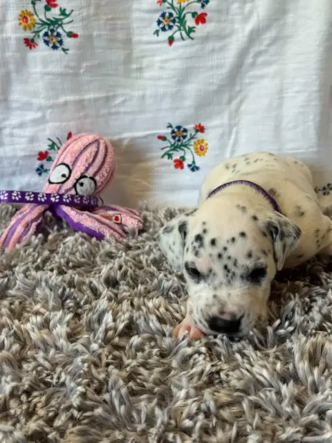 Dalmatien  Collier Violet Des Gardiennes De La Vallée a6375 photo 3