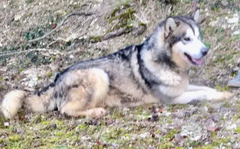 Alaskan Malamute  Buster Des Marais De Courmont