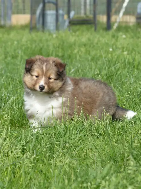 Shetland Sheepdog  Chiot 2 Du Banc Des Hermelles photo 2