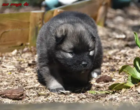 Eurasier  Chiot 3 Des Legendes De Retz photo 3