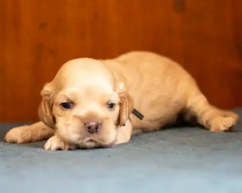 American Cocker Spaniel photo 3
