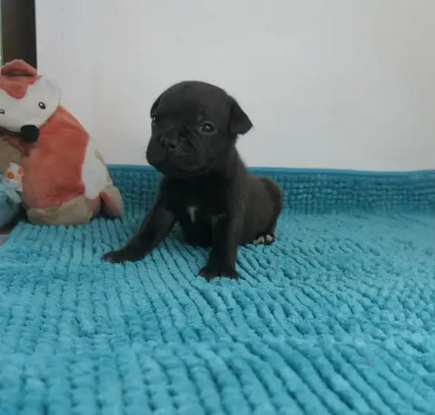 Staffordshire Bull Terrier  Boomerang Effect De Conta e19c0