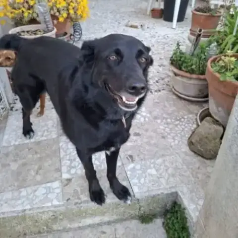 Chien Shella