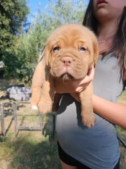 Adopter Dogue De Bordeaux 
                        Collier Tu bfeca