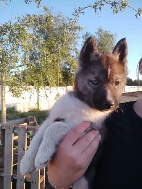 Siberian Husky  Collier Rouge De L'Étoile Sibérienne f3e32 photo 2