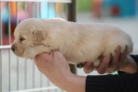 Golden Retriever  Chiot N°1 Des Romarins De Mayerling 0c78c