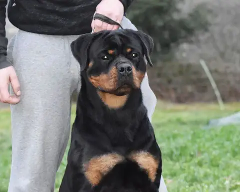 Rottweiler  Chiot N°1 Of The Land Of Midnight photo 2