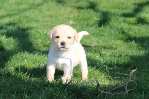 Labrador Retriever  Collier Bleu Foncé Of The Little  3a8e3