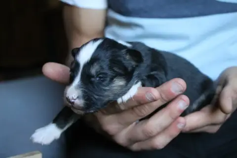 Laika De Iakoutie photo 2